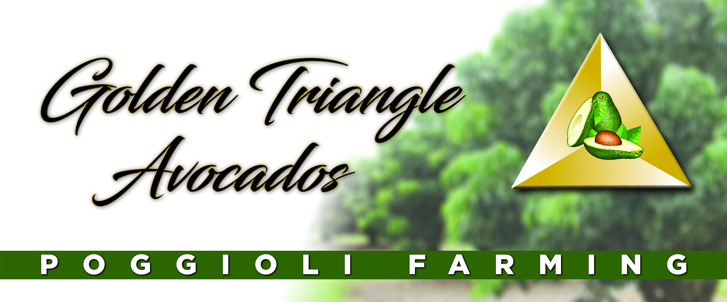 Golden Triangle Avocados - Poggioli Farming, Logo FPoggioli Farming-GTA WhatsApp ImGolden Triangle Avocados - Poggioli Farming, Logo Footer